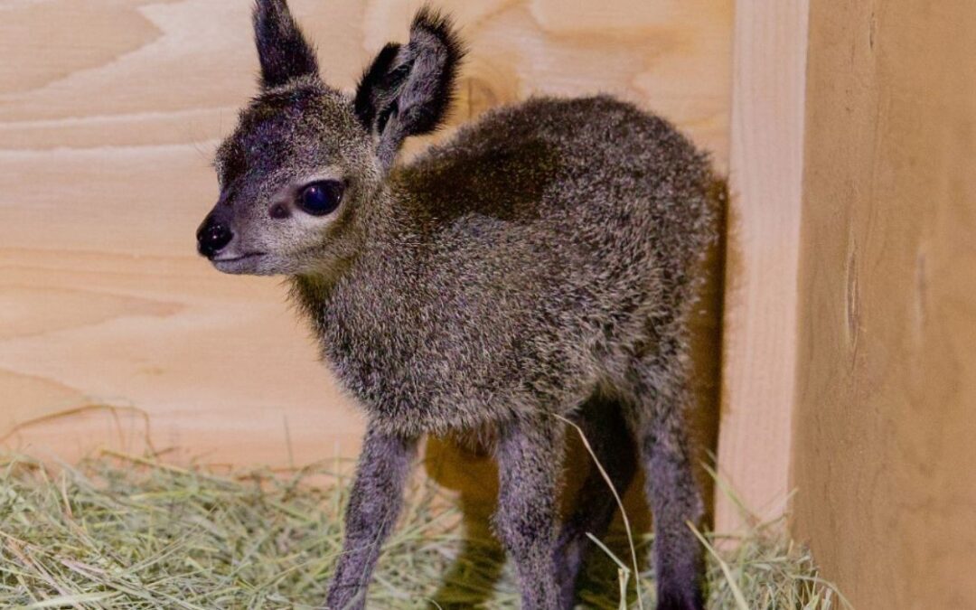 Klipspringer Born at Dallas Zoo