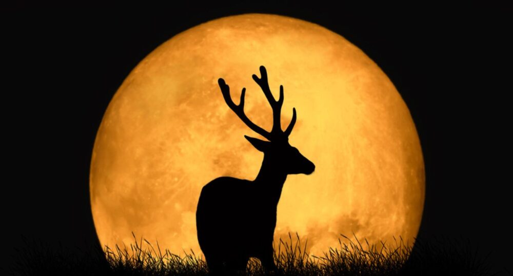 Buck Moon Lights Up Night Sky