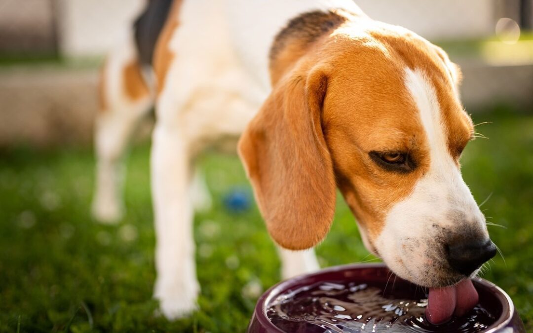 Tips To Keep Pets Safe in Summer Heat