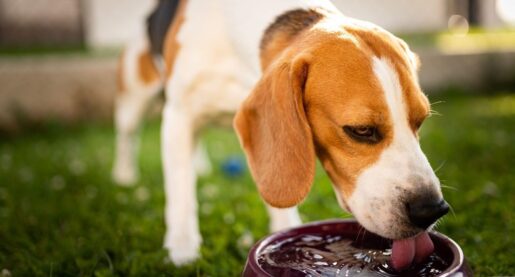 Tips To Keep Pets Safe in Summer Heat