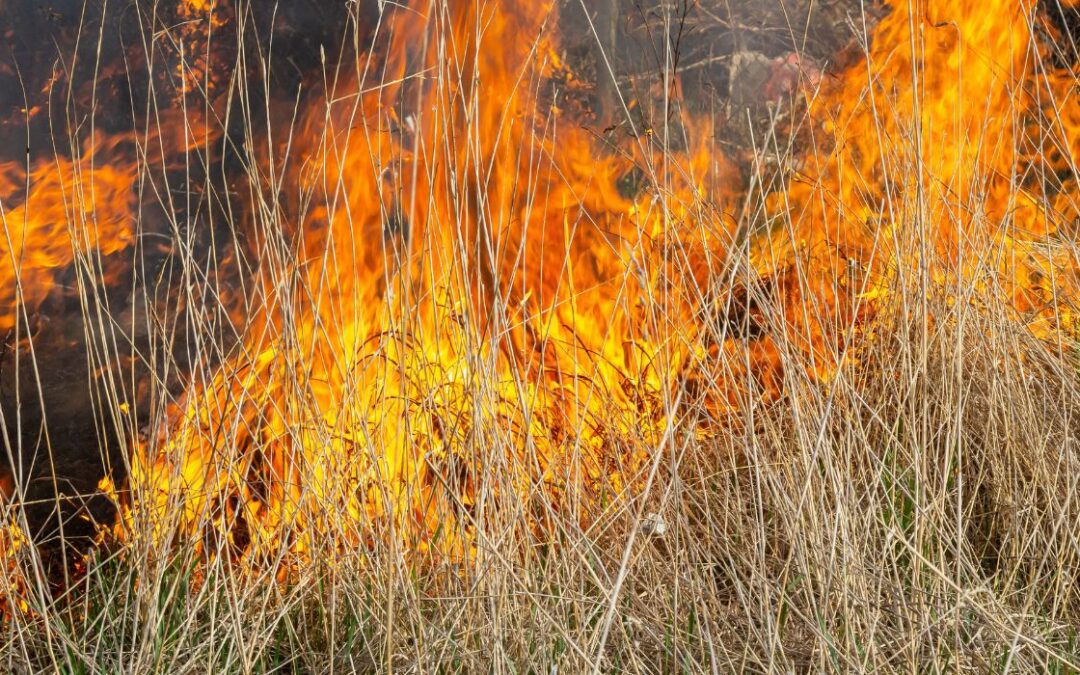 VIDEO: Grass Fires Burn in South Dallas