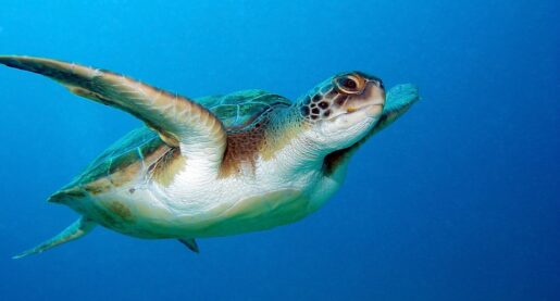 Rare Sea Turtle Spotted on Texas Beach