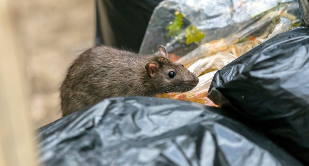 VIDEO: NYC Rat Saga Continues