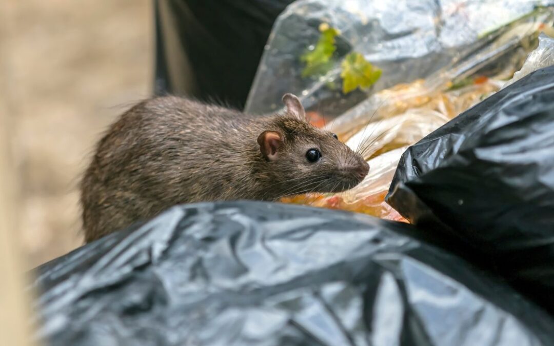 VIDEO: NYC Rat Saga Continues