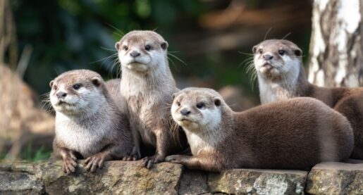 Three Injured in Montana Otter Attack