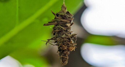 Strange Insect Hanging From Tree Stumps Texans