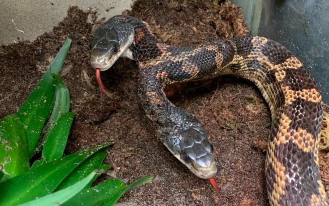 VIDEO: Texas Zoo Features Two-Headed Snake