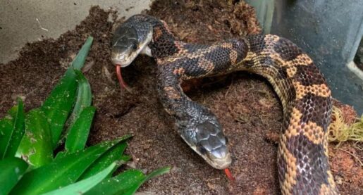 VIDEO: Texas Zoo Features Two-Headed Snake