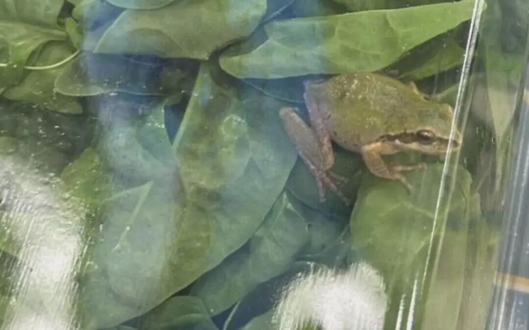 VIDEO: Live Frog Found Sealed in Pack of Spinach