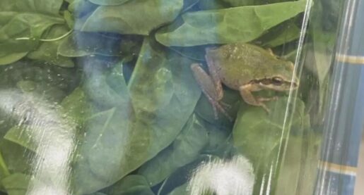 VIDEO: Live Frog Found Sealed in Pack of Spinach