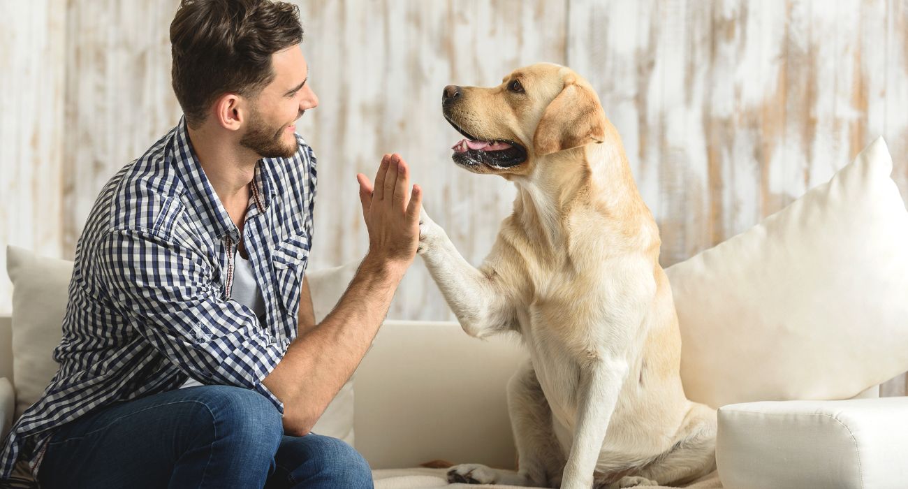 Man high fives his dog