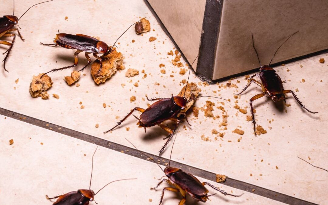 Dallas Ranks Among Most Pest-Infested Cities