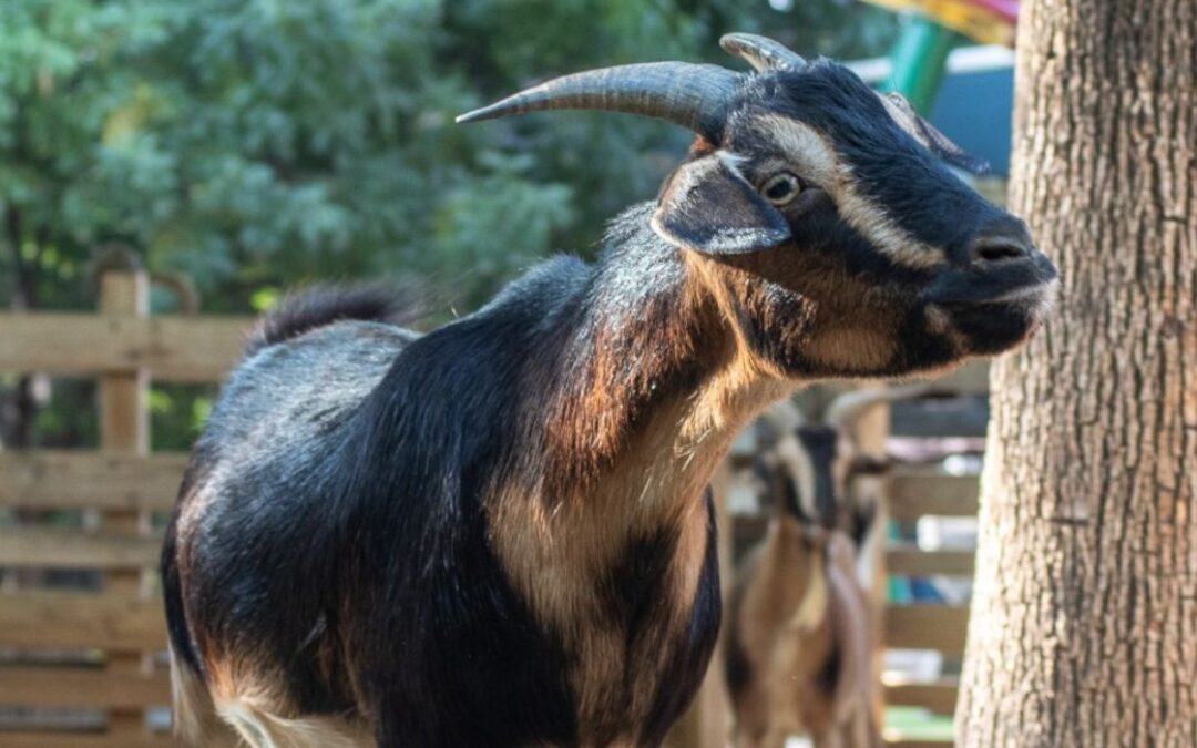 El zoológico de Dallas da la bienvenida a cuatro nuevas cabras raras