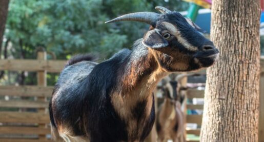 Dallas Zoo Welcomes Four New Rare Goats