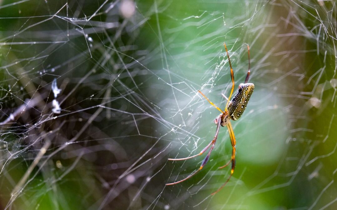 ¿Son las arañas la próxima frontera en seguridad alimentaria?