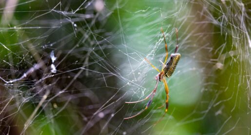 Are Spiders the Next Frontier in Food Safety?