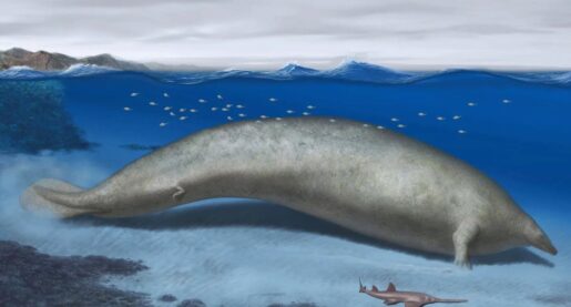 Fossils Suggest ‘Heaviest’ Creature on Earth