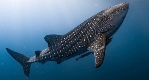 VIDEO: Whale Shark Sighting in Texas Gulf