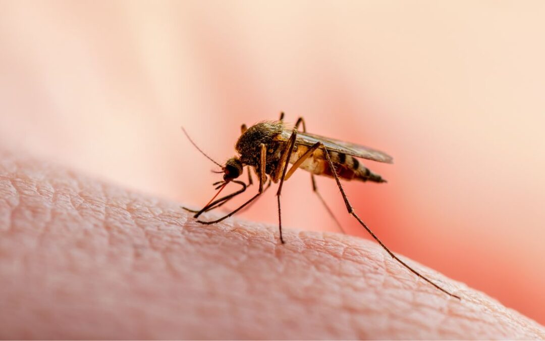 Second Dallas Resident Dies From West Nile