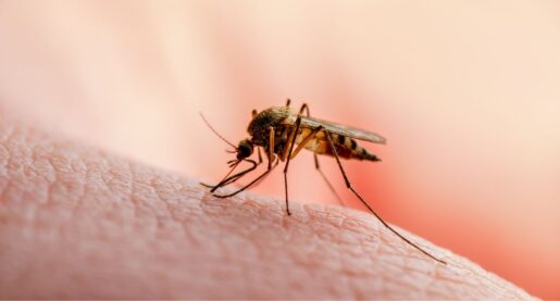 Second Dallas Resident Dies From West Nile