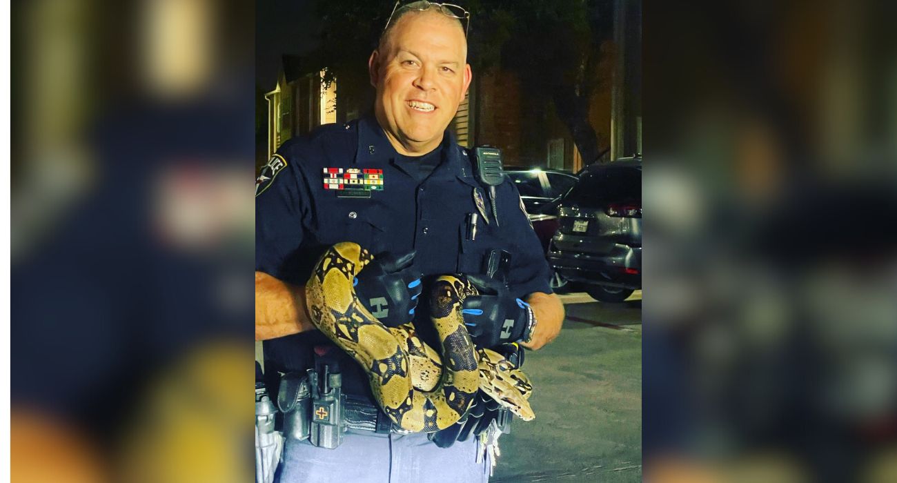 Officer holds a python.