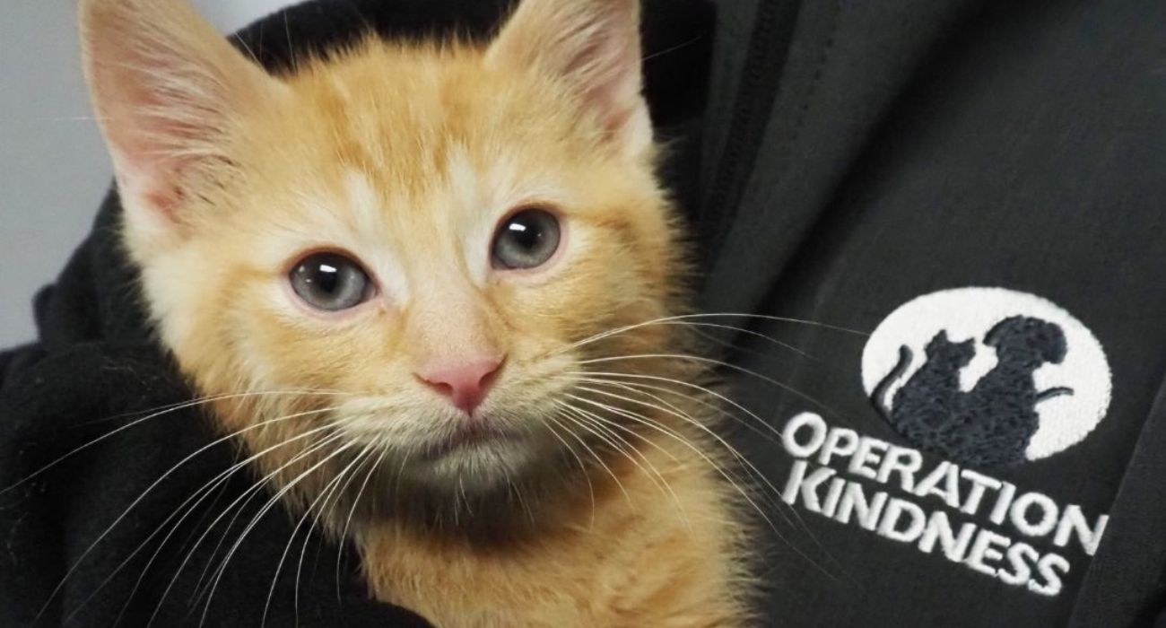 Operation Kindness worker holds a kitten