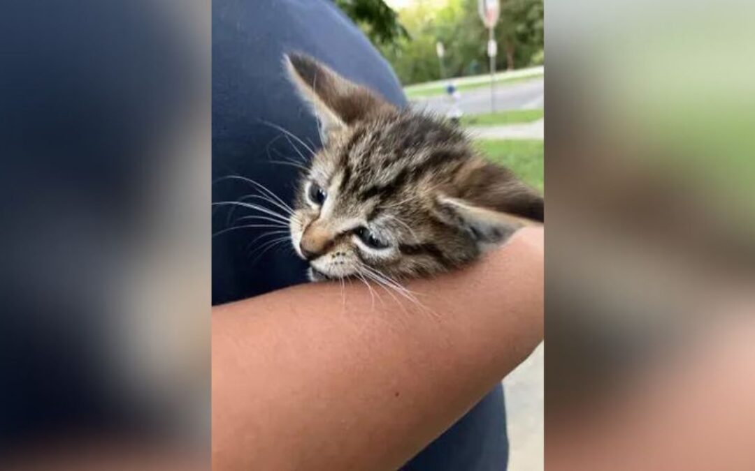 DAS Officers Rescue Kitten From Drainage Pipe