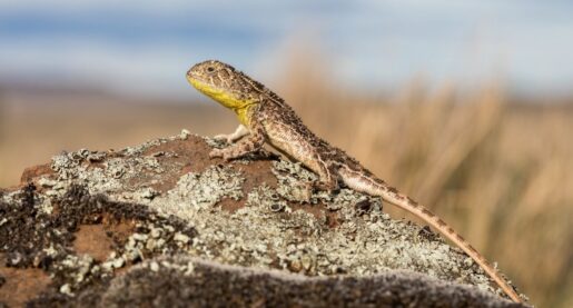 Dallas Company To Protect Endangered Reptile