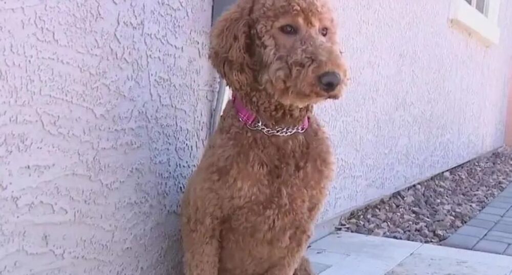 Community Rallies to Find Pup Lost in Desert