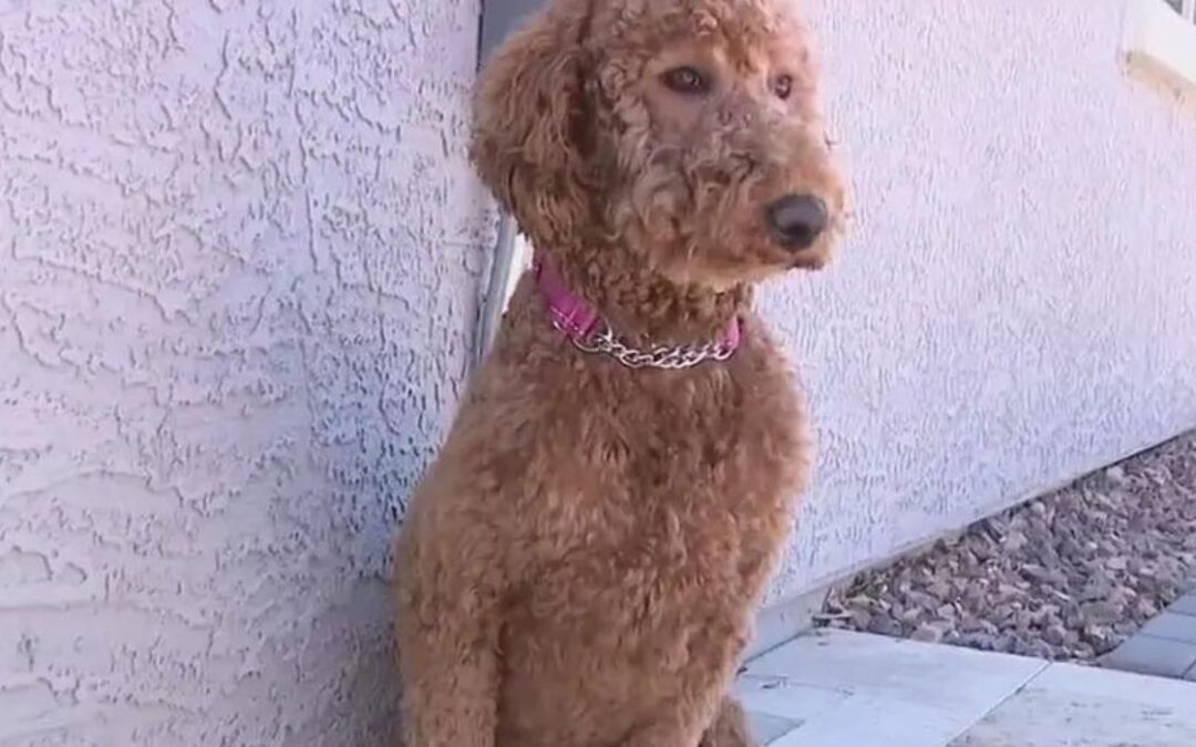Community Rallies to Find Pup Lost in Desert