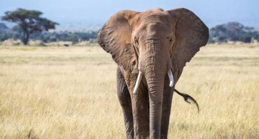 Local Company Unveils Elephant Conservation Program