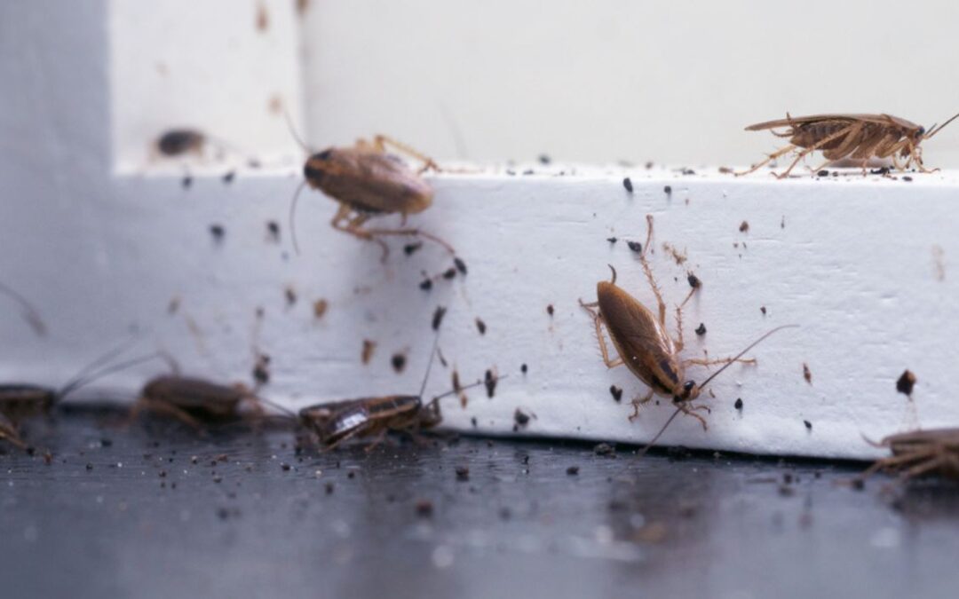Dallas Ranks in Top 10 Roach-Infested Cities