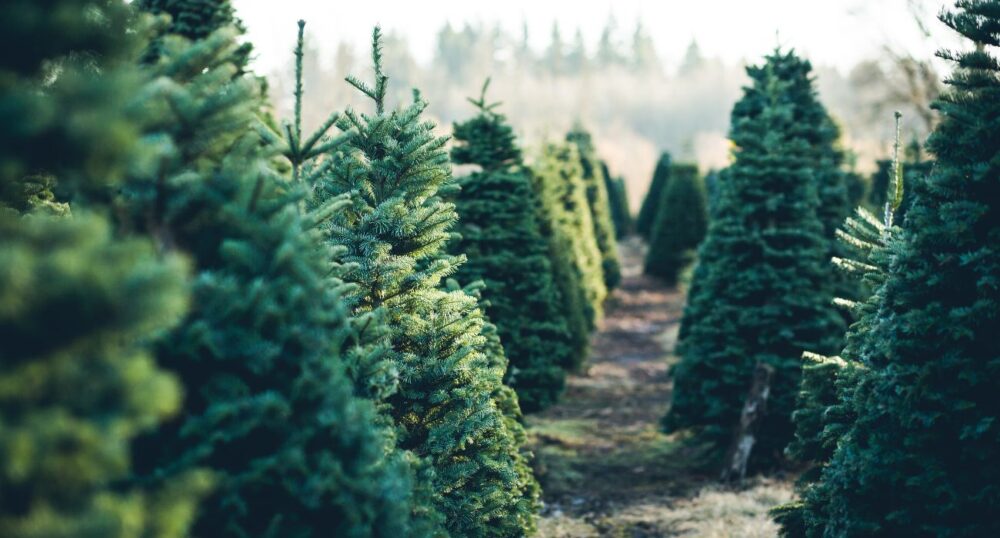 Your Christmas Tree’s Effect on Texas Economy