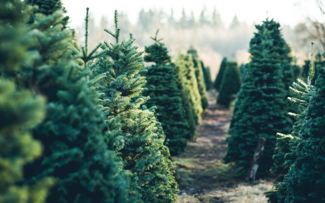 Your Christmas Tree’s Effect on Texas Economy