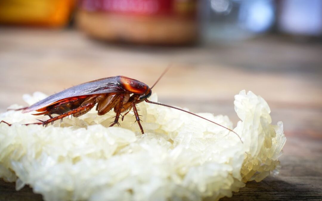Se encuentran cucarachas en algunos restaurantes de Dallas
