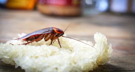 Roaches Found in Some Dallas Restaurants