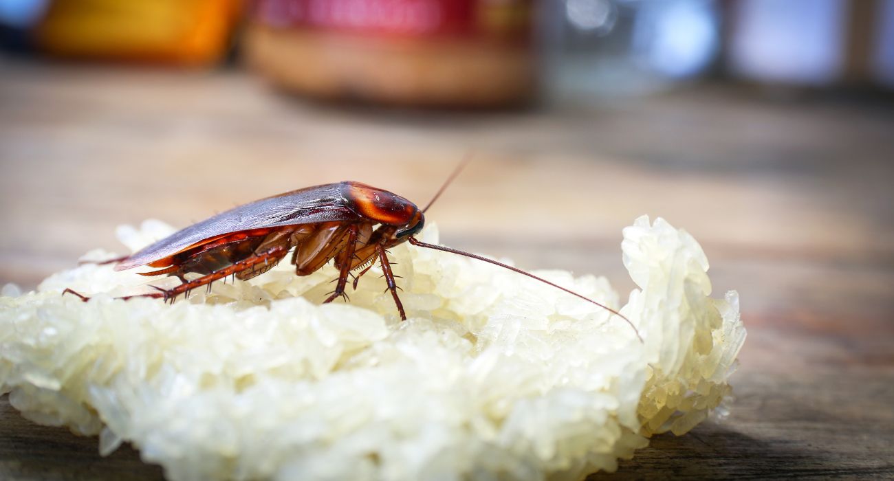 Cockroach on sticky rice