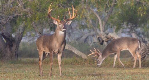 Parks and Wildlife Deptartment Warns of Diseased Deer