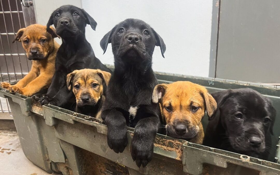 El buen samaritano rescata a 8 cachorros abandonados