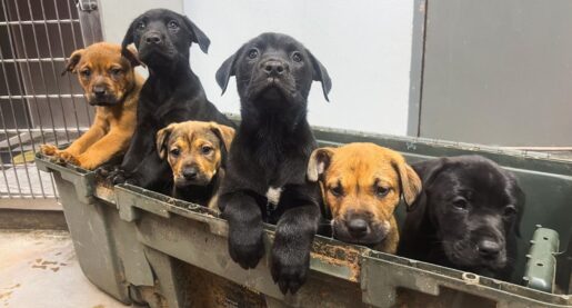 Good Samaritan Rescues 8 Abandoned Puppies