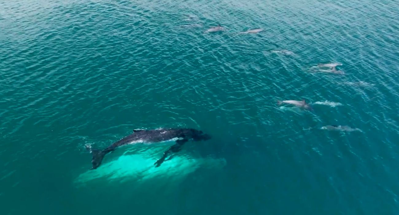 Dolphins lead a lost whale and calf back to their migration route