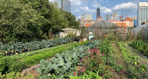 Urban Farming Projects Grow in Dallas