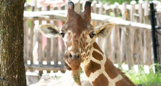 Local Zoo Euthanizes Giraffe After ‘Unexpected Fall’