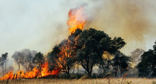 2023 Brings Over 6,500 Wildfires in Texas