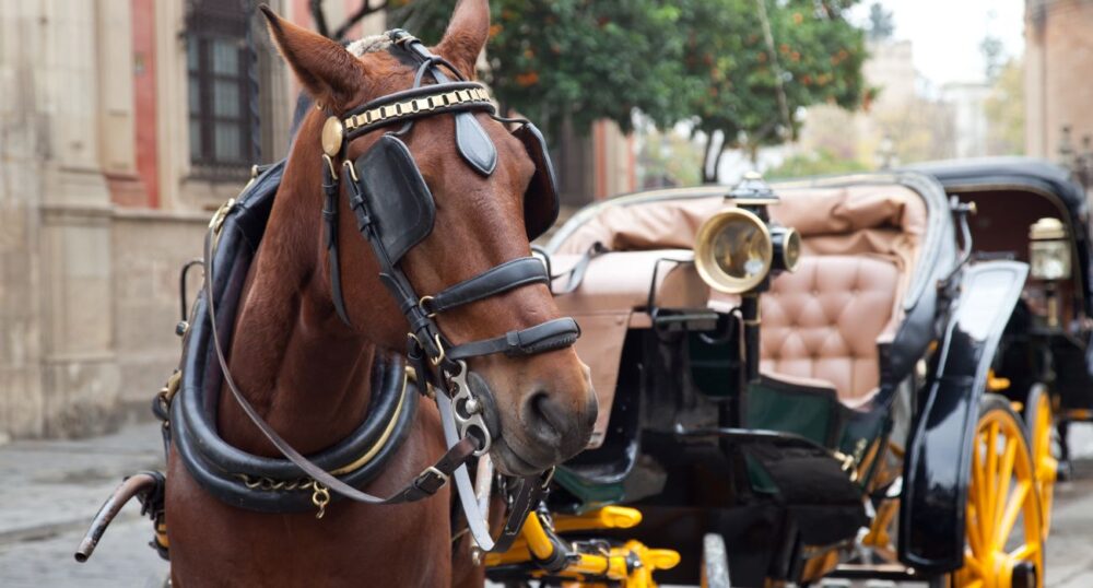 Dallas Considers Banning Horse-Drawn Carriages