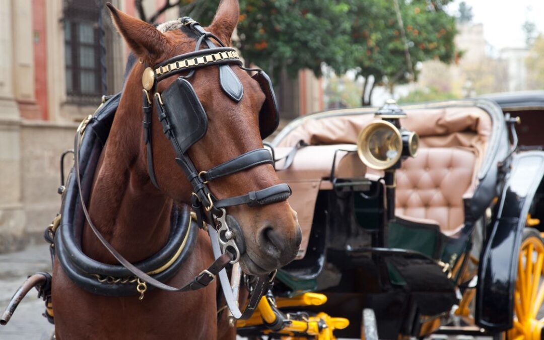 Dallas considera prohibir los carruajes tirados por caballos
