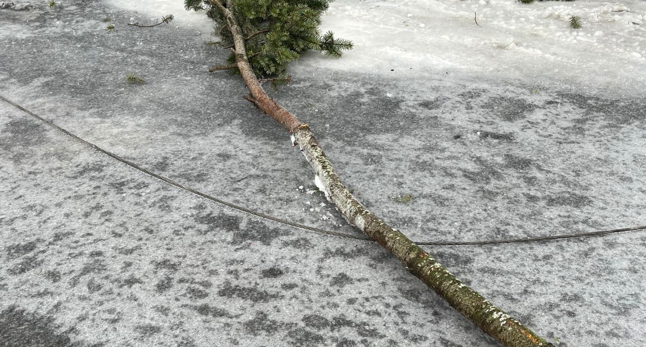 Fallen branch on powerline