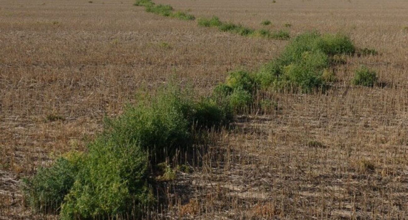 Seed trail from a rolling herbicide resistant kochia.