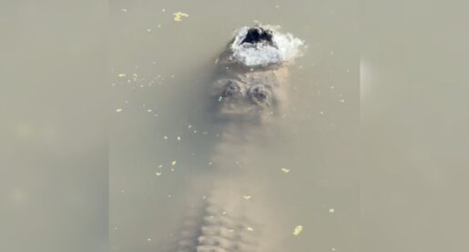 Gator Found Under Frozen Water in Texas