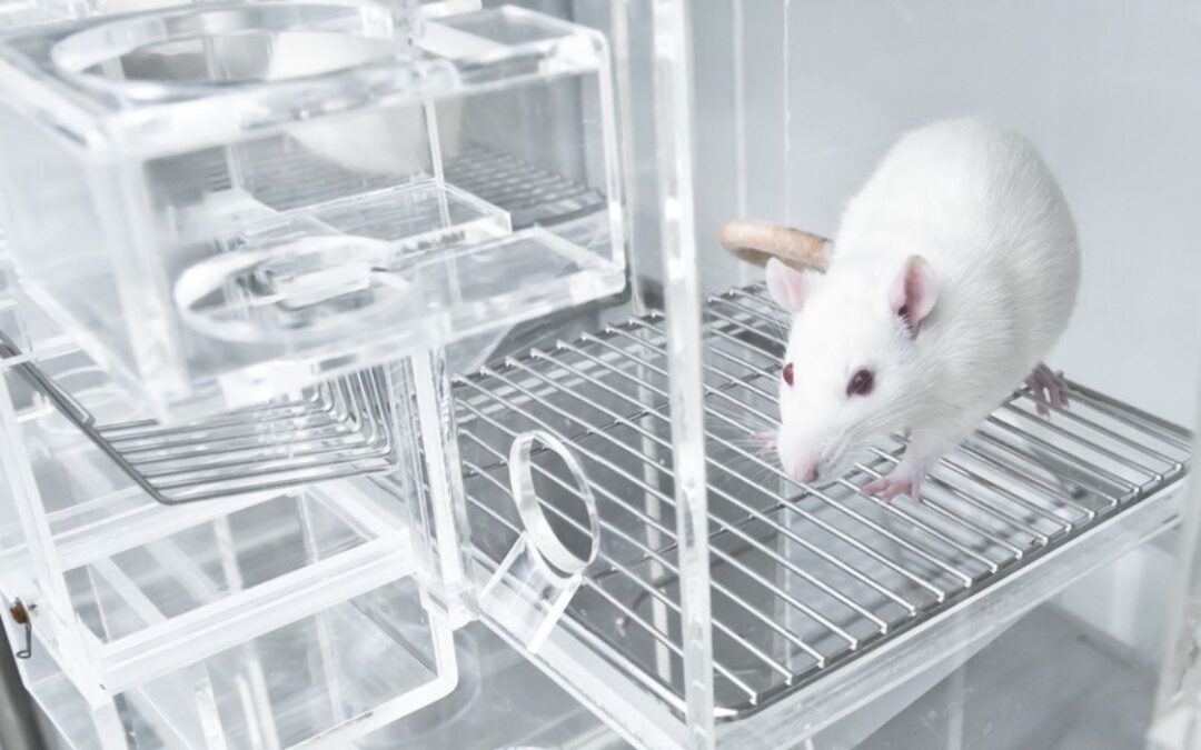 NIH-Funded Study Creates Transgender Rats